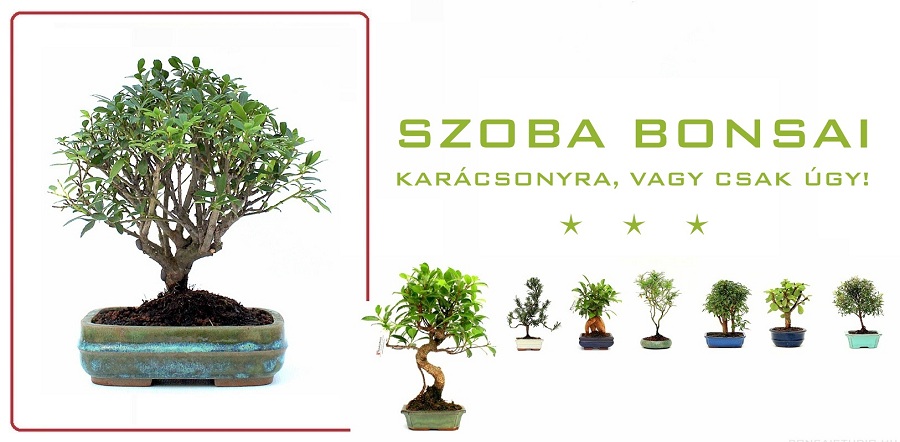 belteri indoor bonsai karacsonyi ajandek otlet es vasar karacsonyi akciokkal a marczika bonsai studio kerteszeteben